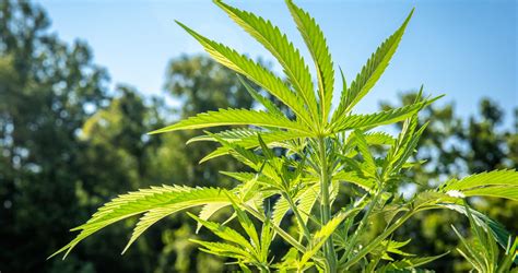 cannabis legalisierung news